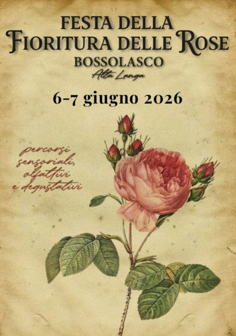 Rose in fiore a Bossolasco