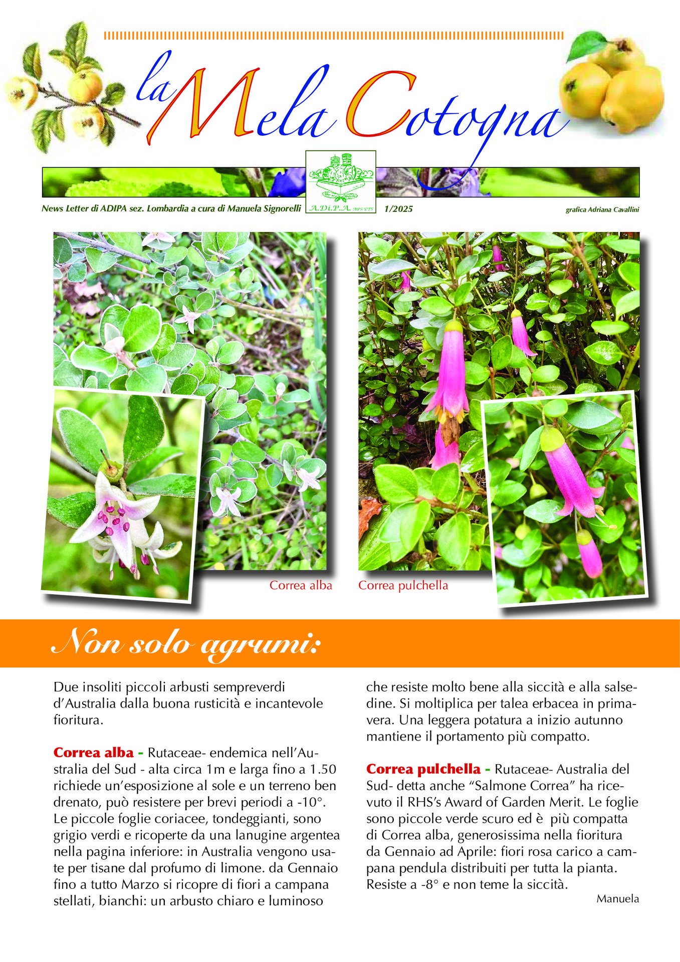 La Newsletter 1/2025 a cura di A.Di.P.A. Sezione Lombardia: appuntamenti e notizie dal mondo del verde!