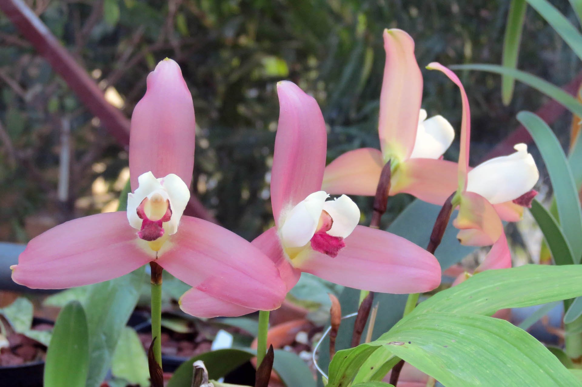 Eventi all’Orto Botanico di Lucca in collaborazione con A.Di.P.A.