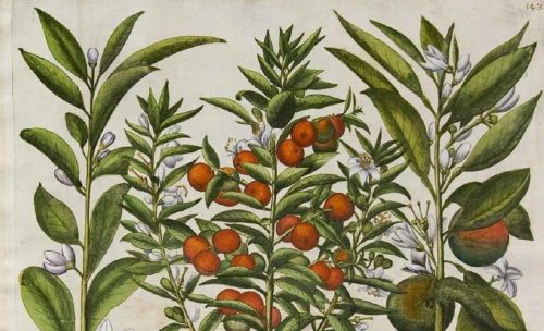 18 Settembre 2021 Conoscere gli agrumi – Corso per principianti all’Orto botanico