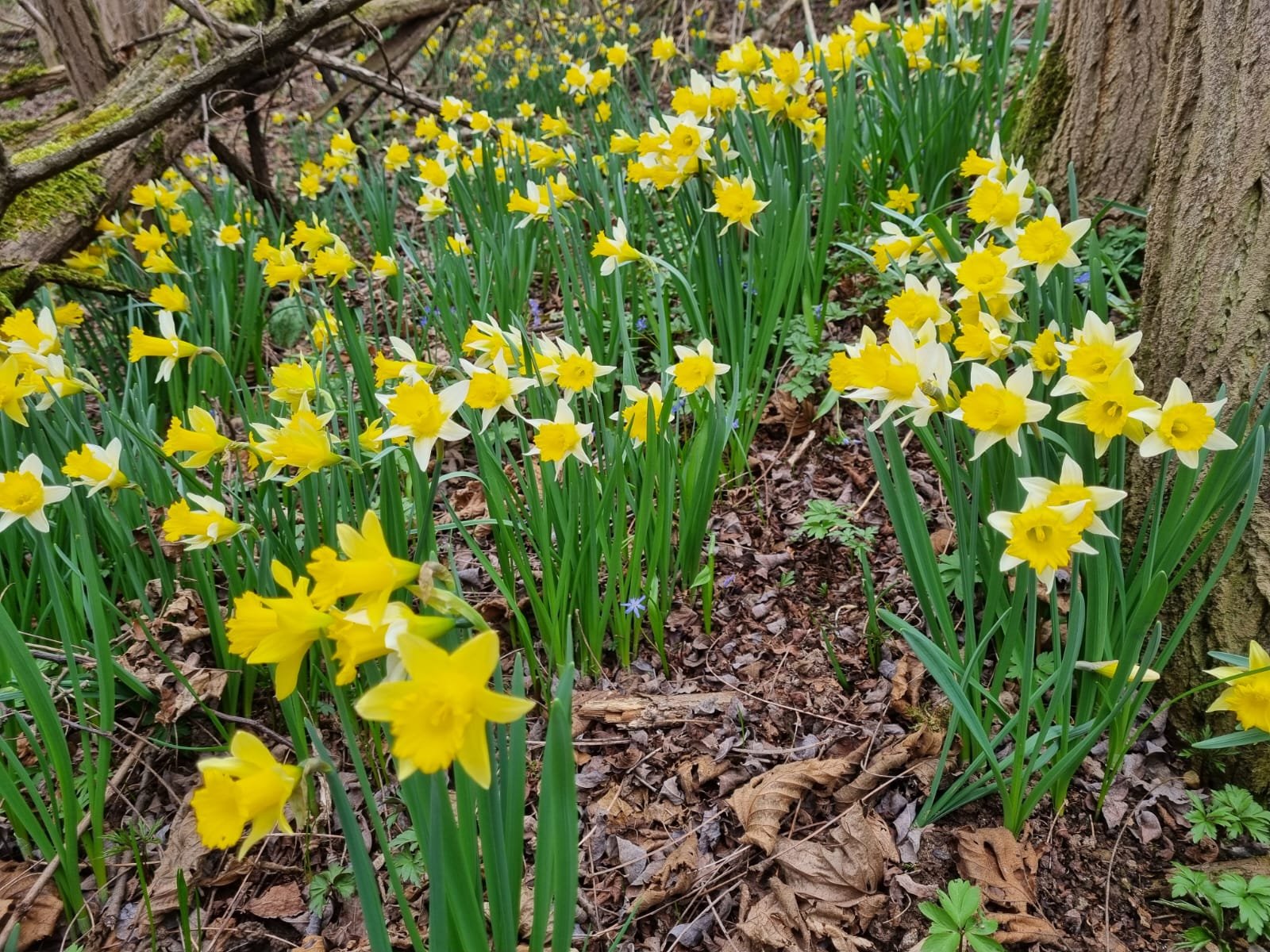 A.Di.P.A. Sezione Piemonte: alla ricerca della fioriture spontanee nei Boschi del Roero
