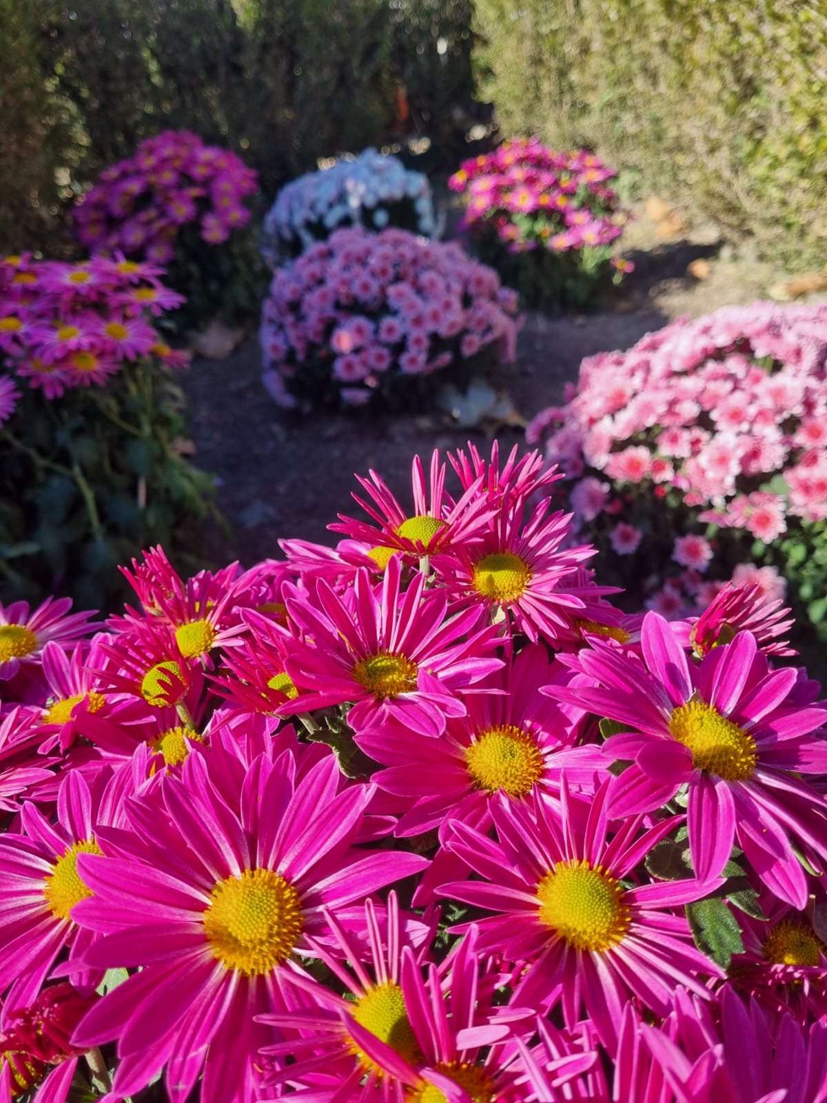 A.Di.P.A. Sezione Piemonte: una giornata a Moncalieri tra i crisantemi: