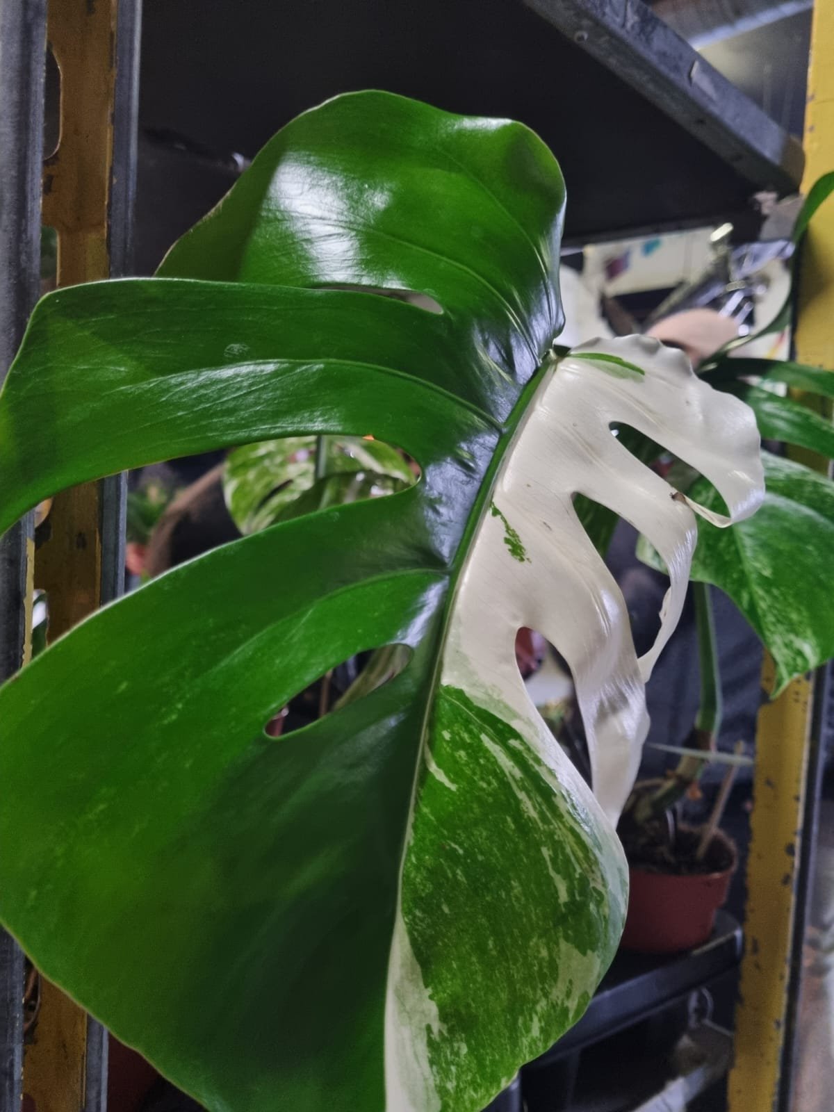 Piante d’appartamento e gioventù in città a cura di A.Di.P.A. Sezione Piemonte