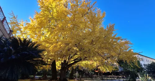 GIORNATA NAZIONALE DEGLI ALBERI