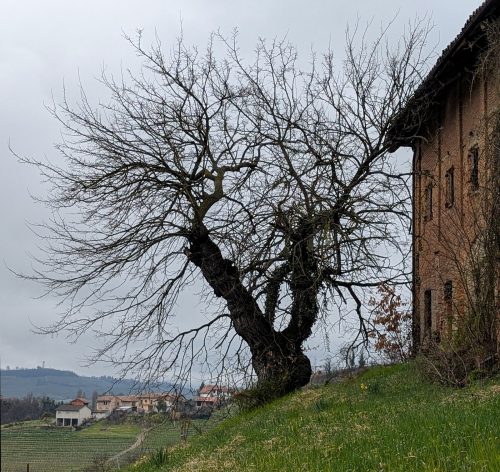 A.Di.P.A. Sezione Piemonte: colline di Langa, alberi vetusti e flora spontanea