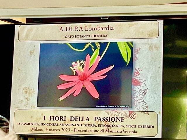 “Fiore della passione, la Passiflora, un genere affascinante: storia, etnobotanica, specie, ibridi” – Conferenza a cura di Maurizio Vecchia.