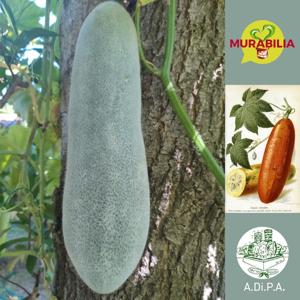 MURABILIA 2023 – conferenze A.Di.P.A. e visite guidate all’Orto botanico