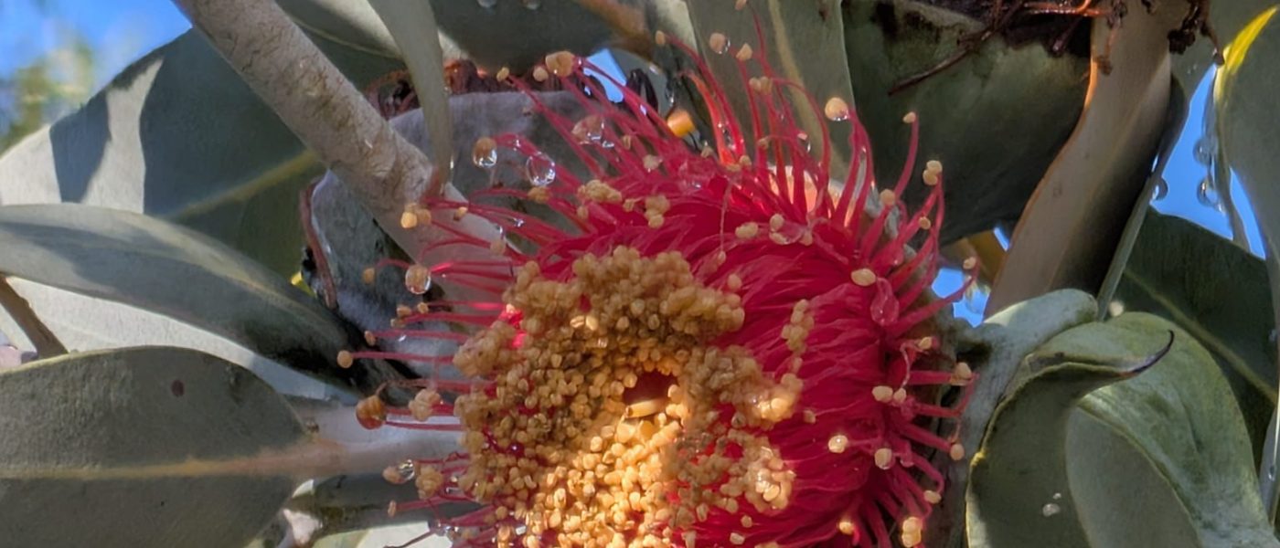 Flora australiana a Bormes-les-Mimosas