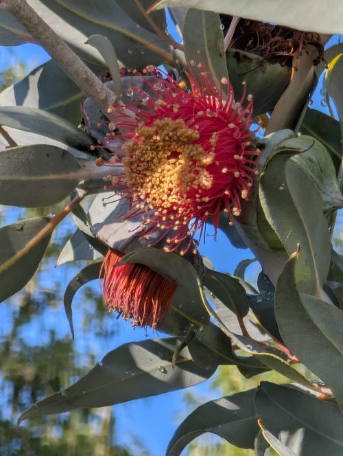 Flora australiana a Bormes-les-Mimosas