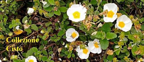 A.Di.P.A. Sezione Lombardia e SOI Società di Ortofrutticoltura Italiana