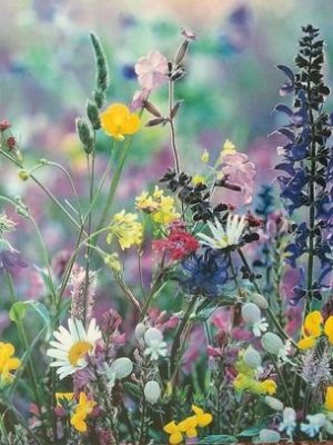 A.Di.P.A. Sede Centrale Lucca: mostra-scambio di autunno!