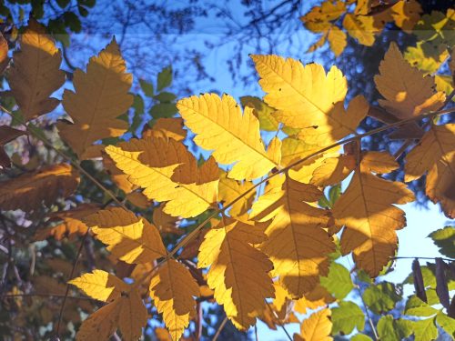 A.Di.P.A. Sede Centrale festeggia la “Giornata Nazionale degli Alberi”