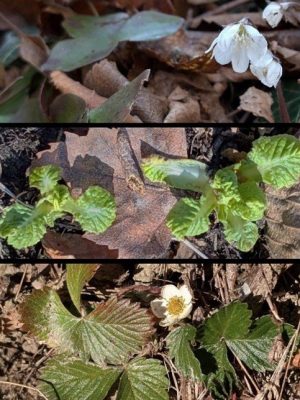 Mostra scambio 02 aprile 2023 presso la manifestazione “Di Rara Pianta”