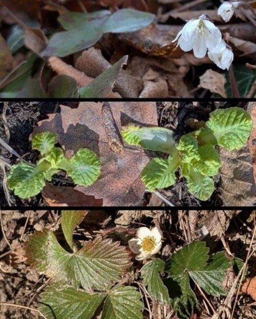 A.Di.P.A Sezione Piemonte: i Castagni di Pratobotrile in Valle di Susa