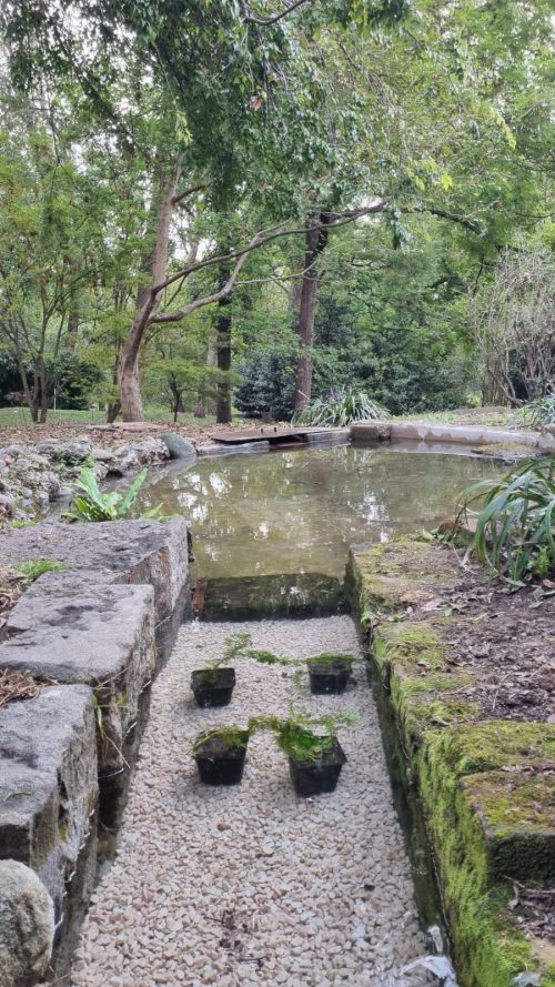 A.Di.P.A. Sezione Piemonte: “Hottonia palustris” l’avventura continua!!!