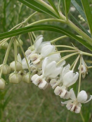 Resoconto Mostra Scambio Autunnale 2018