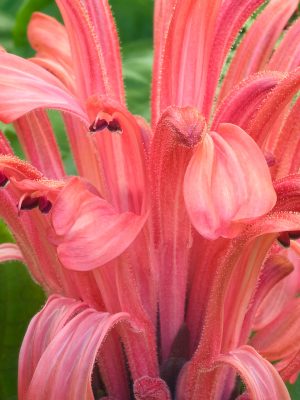 A.Di.P.A. Sede Centrale Lucca – Mostra-Scambio di primavera 2023!!!