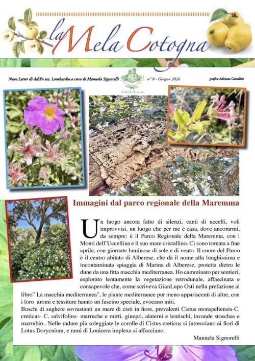 la Mela Cotogna n.8 Giugno 2026