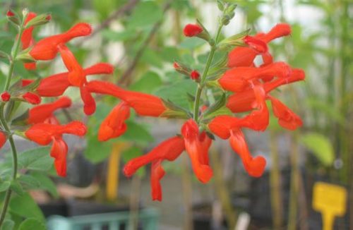 Salvie. Più di 20 anni fra esperienza e ricerca