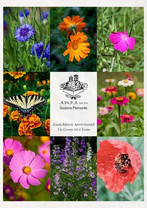 Fiori ed ortaggi nel giardino della scuola con A.Di.P.A. Sezione Piemonte