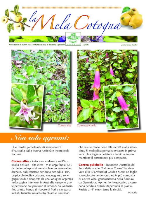 La Newsletter 1/2025 a cura di A.Di.P.A. Sezione Lombardia: appuntamenti e notizie dal mondo del verde!
