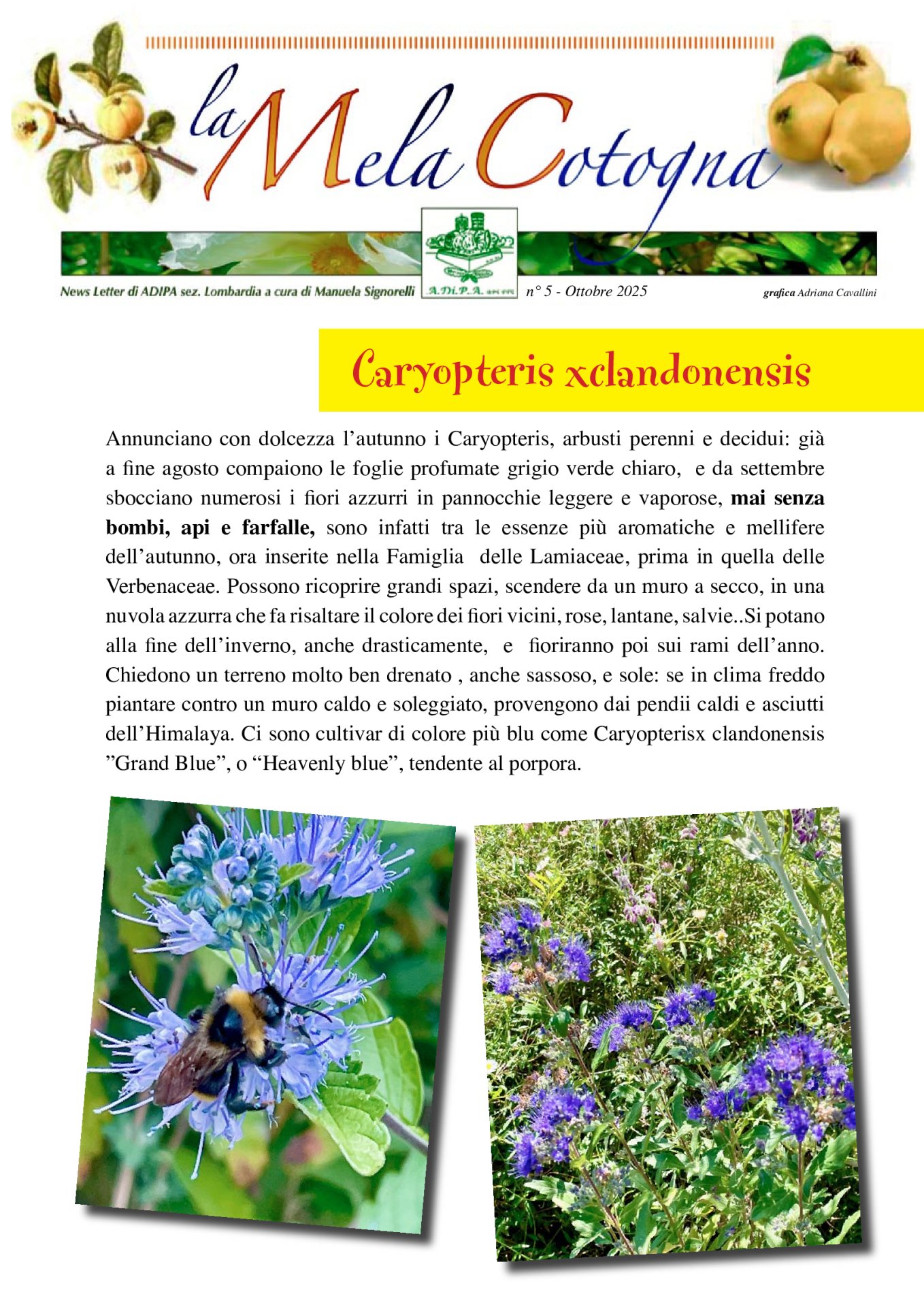 MELA COTOGNA di ottobre 2025 – la rivista on-line di A.Di.P.A. Sezione Lombardia!