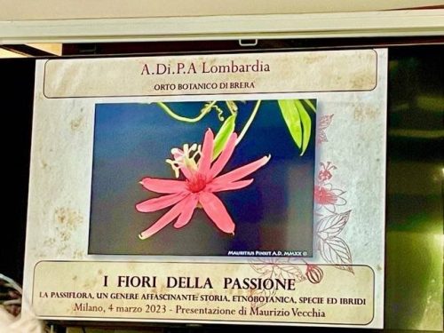 “Fiore della passione, la Passiflora, un genere affascinante: storia, etnobotanica, specie, ibridi” – Conferenza a cura di Maurizio Vecchia.