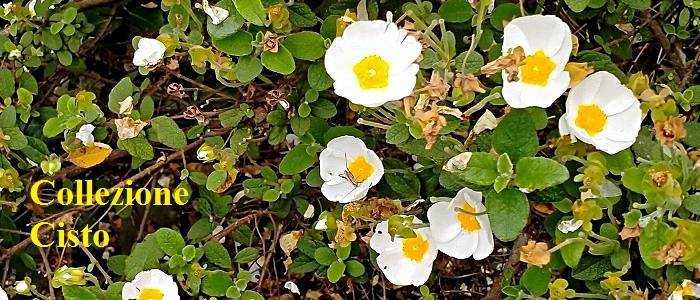 A.Di.P.A. Sezione Lombardia e SOI Società di Ortofrutticoltura Italiana