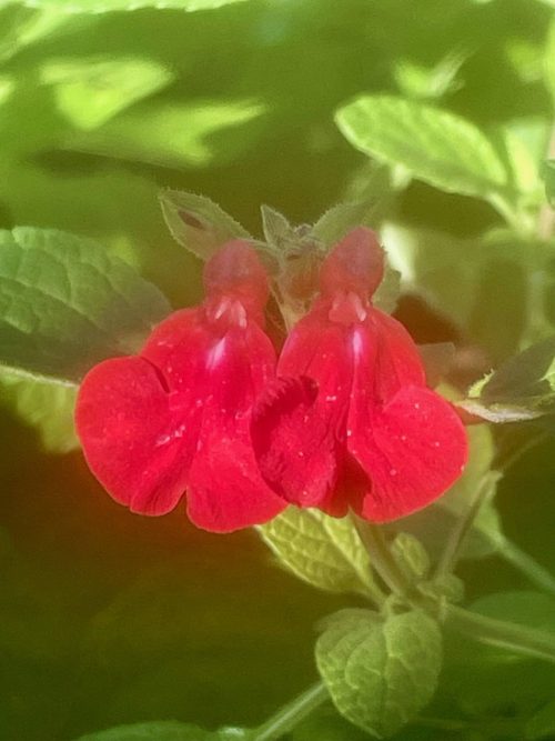 A.Di.P.A. Sezione Lombardia: incontro con i Soci, brindisi e idee per l’anno che verrà