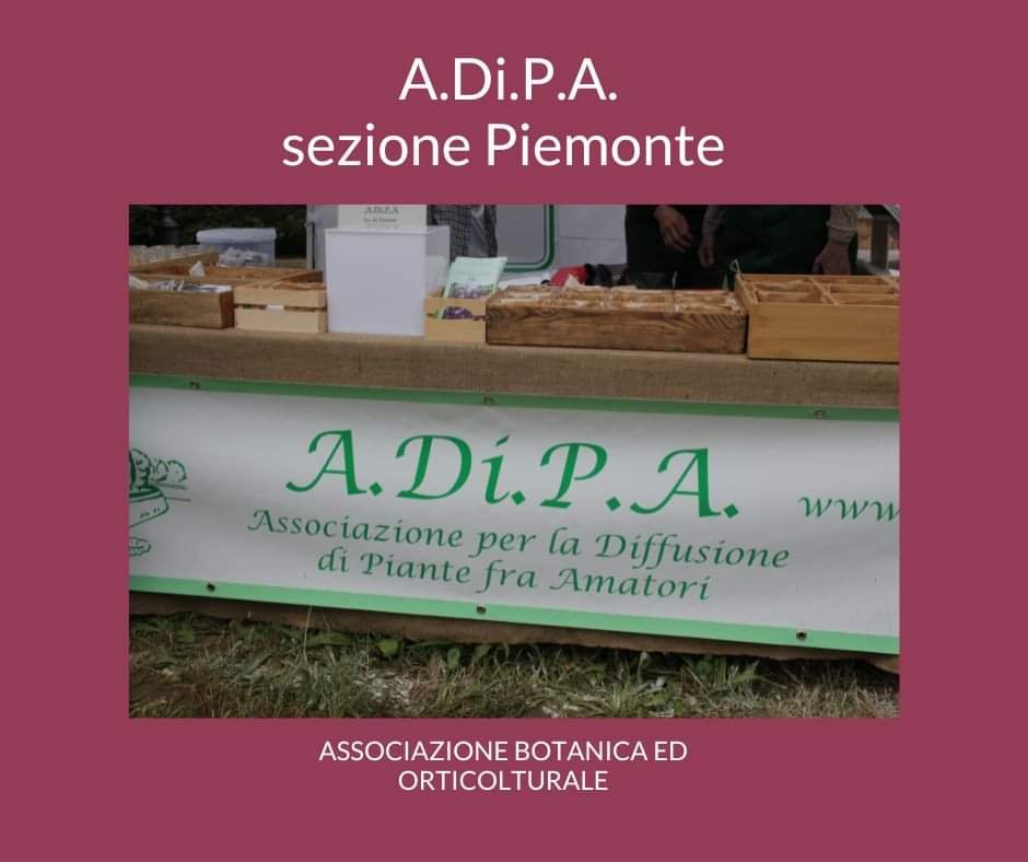 A.Di.P.A. Sezione Piemonte: parlano di noi!!!