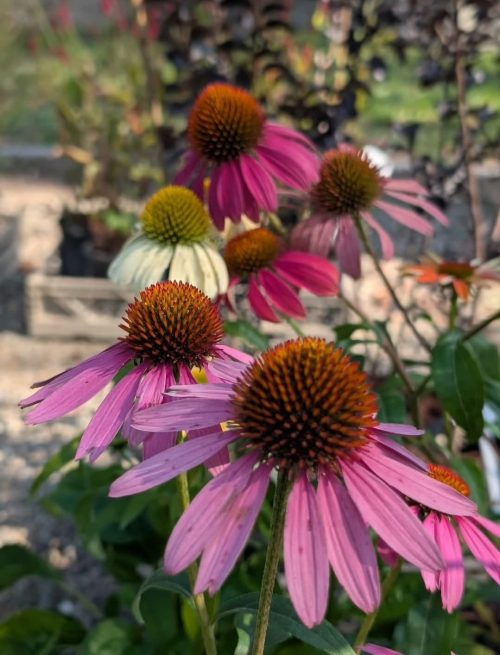 A.Di.P.A. Sezione Piemonte a Ovada