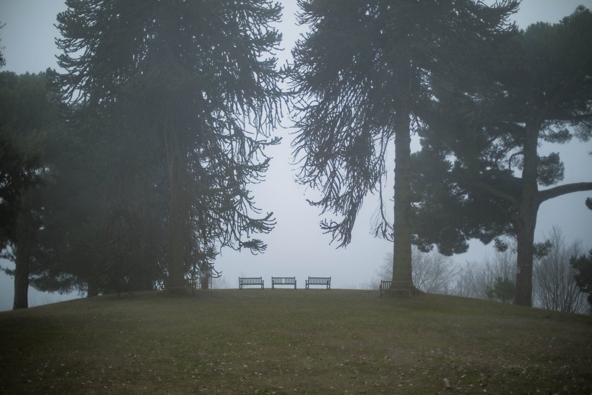 A.Di.P.A. Sezione Piemonte ospite al “RAMI – Registro degli Alberi Monumentali Italiani”