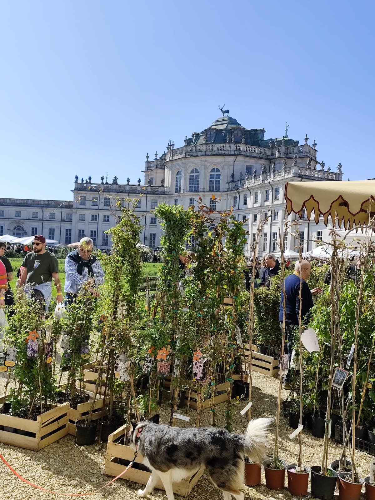 A.Di.P.A. Sezione Piemonte *AnteprimaFLOReal 2025 a Stupinigi (TO) 4, 5 e 6 Aprile*