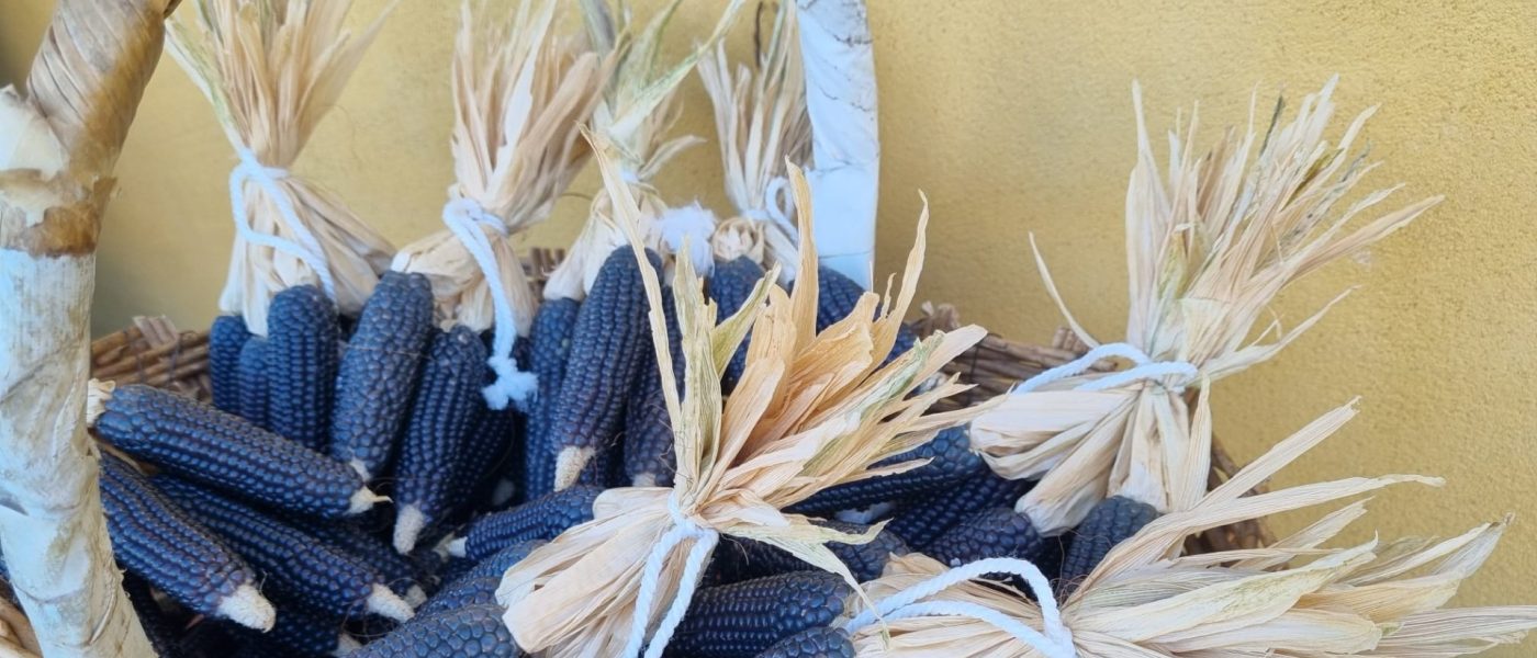 A.Di.P.A. Sezione Piemonte: “Seed Day” seconda puntata