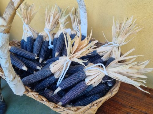 A.Di.P.A. Sezione Piemonte: “Seed Day” seconda puntata