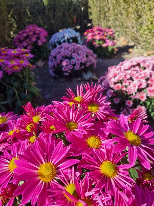 A.Di.P.A. Sezione Piemonte: una giornata a Moncalieri tra i crisantemi: