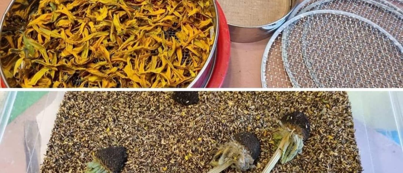 Seed day in Piemonte: terza puntata