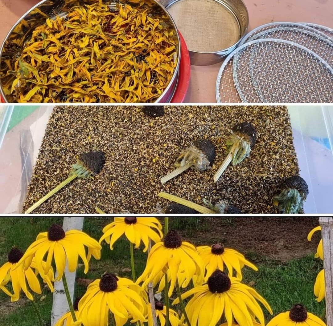 Seed day in Piemonte: terza puntata