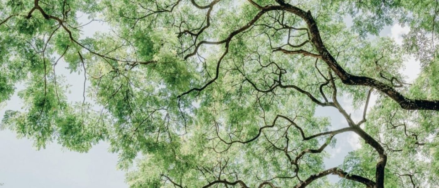 Una giornata dedicata agli ALBERI e a chi li tutela con A.Di.P.A. Sezione Piemonte