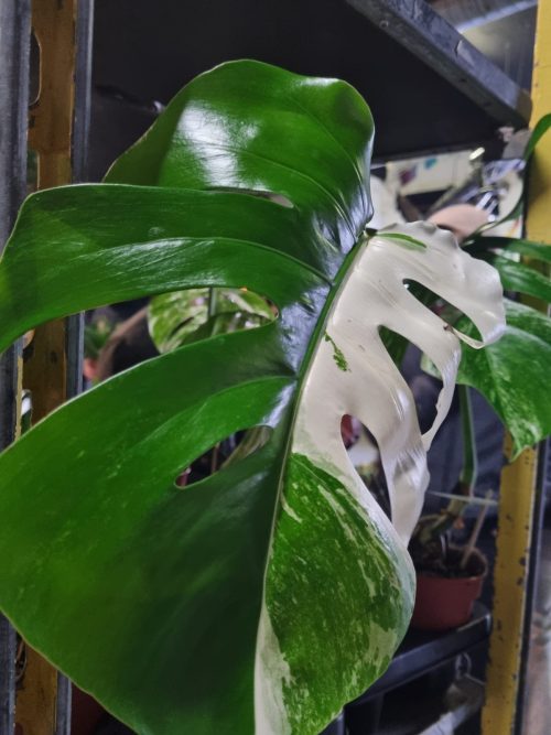 Piante d’appartamento e gioventù in città a cura di A.Di.P.A. Sezione Piemonte