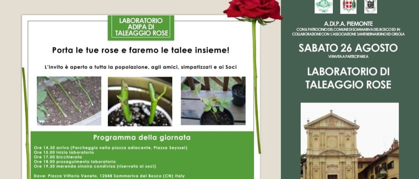 A.Di.P.A. Sezione Piemonte: laboratorio di taleaggio ROSE!!!