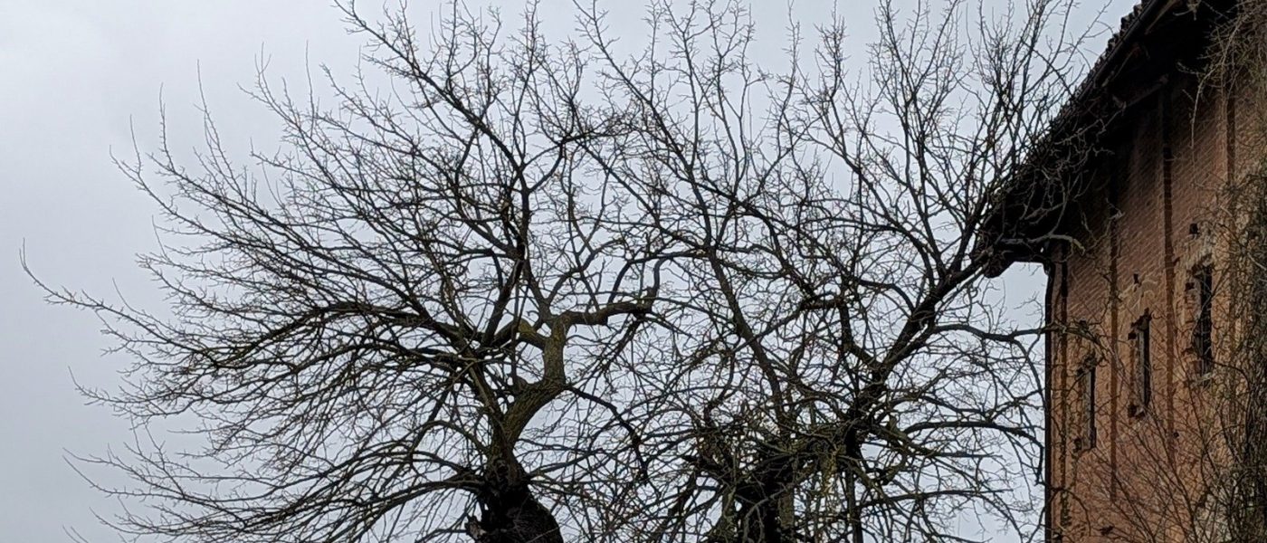 A.Di.P.A. Sezione Piemonte: colline di Langa, alberi vetusti e flora spontanea