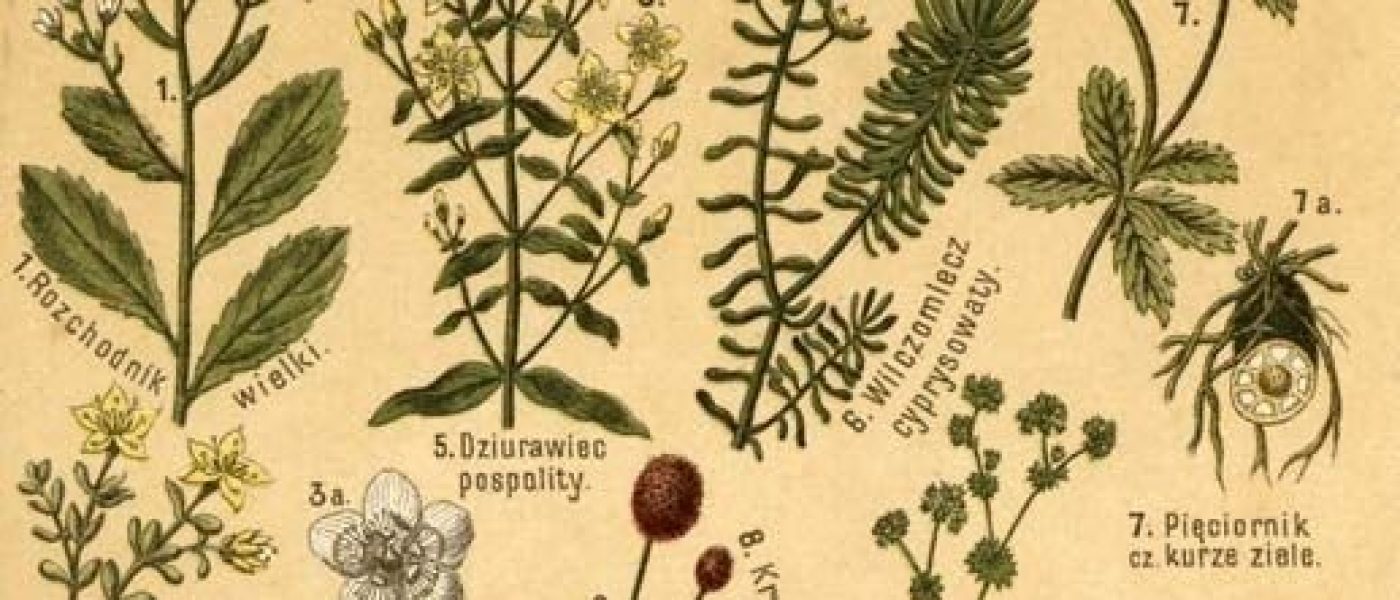 A.Di.P.A. Sezione Piemonte: conferenze della Sez. reg. Società Botanica Italiana