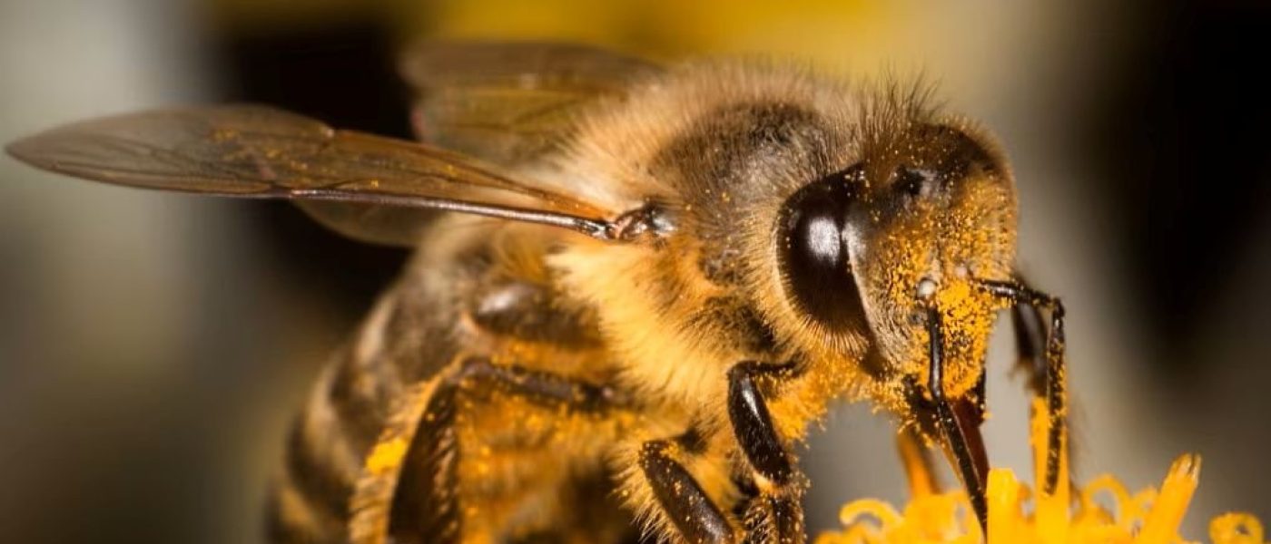 A.Di.P.A. Sezione Piemonte: biodiversità in evidenza a Cheese a Bra (CN)