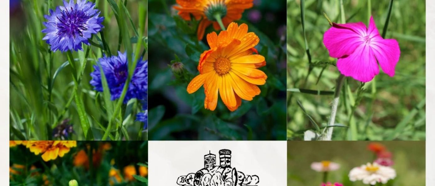 Fiori ed ortaggi nel giardino della scuola con A.Di.P.A. Sezione Piemonte