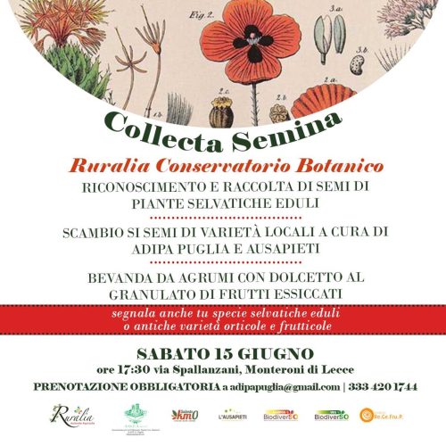 RURALIA: raccolta SEMI!!!