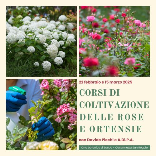 CORSO di COLTIVAZIONE delle ROSE e delle ORTENSIE febbraio – marzo 2025