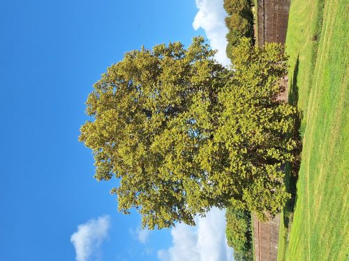 “AMABILI SCIENZE”: Trekking Urbano ed Erbari con A.Di.P.A. Sede Centrale presso l’Orto botanico di Lucca