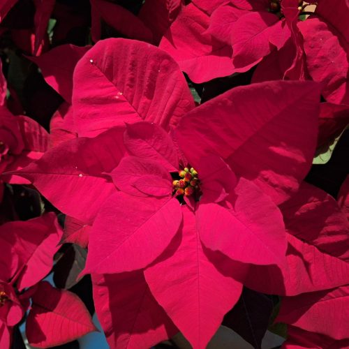 Conferenze di fine anno su Euphorbia pulcherrima ed Everanthus per gli auguri di Natale!!!