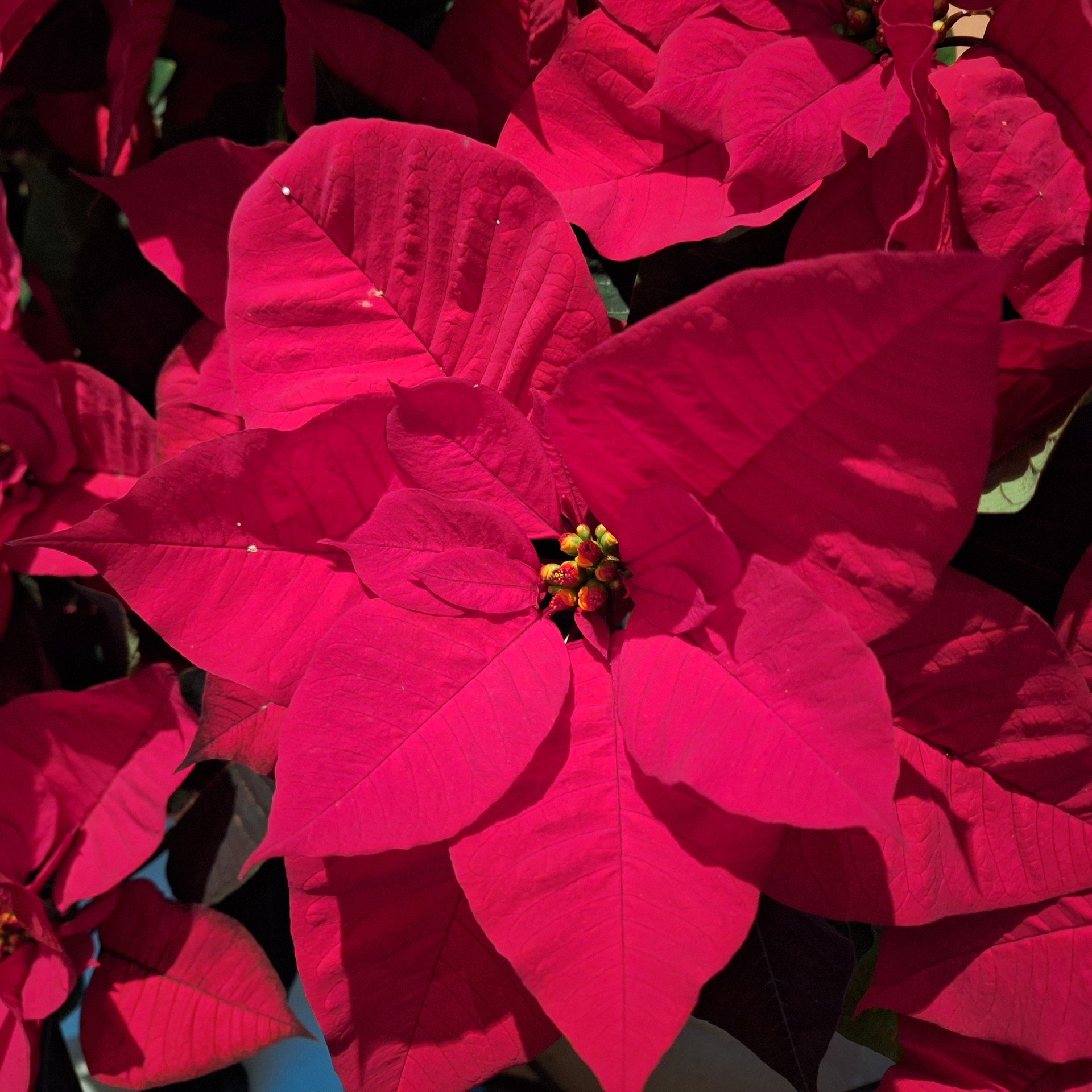 Conferenze di fine anno su Euphorbia pulcherrima ed Everanthus per gli auguri di Natale!!!